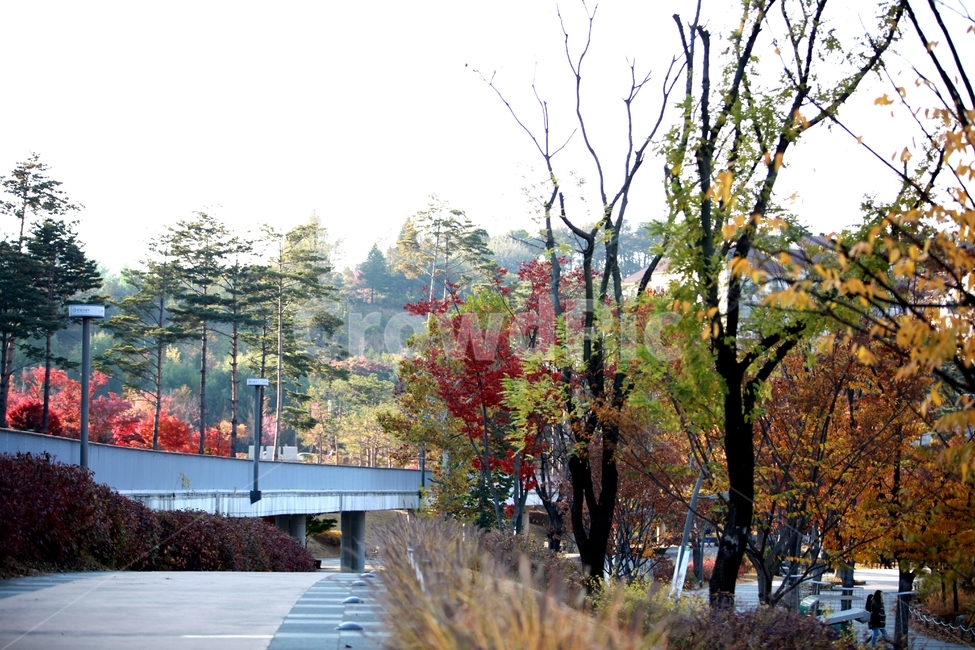 plant,식물,tree,길,단풍,나무,식물,자연,plants,nature