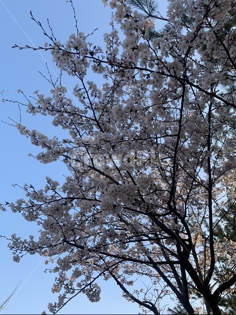 꽃,벚꽃,봄,flower,blossom,cherryblossom