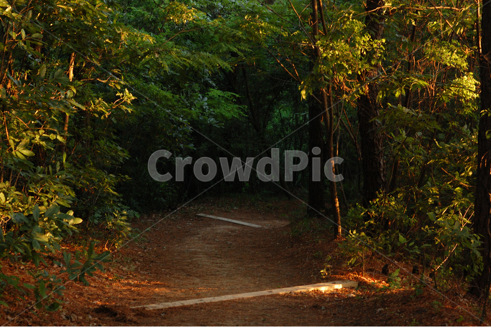 숲,숲속,오솔길,숲길,산,나무,오후,자연,풍경,nature,landscape,tree,plant,식물,leaf,잎,tree trunk,나무 줄기