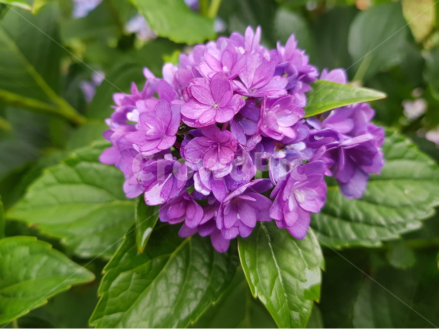 hydrangea,수국,여름꽃,꽃,핑크수국,녹색,연보라,자색,공원,꽃길,식물,식물,자연,plants,nature,꽃,flower