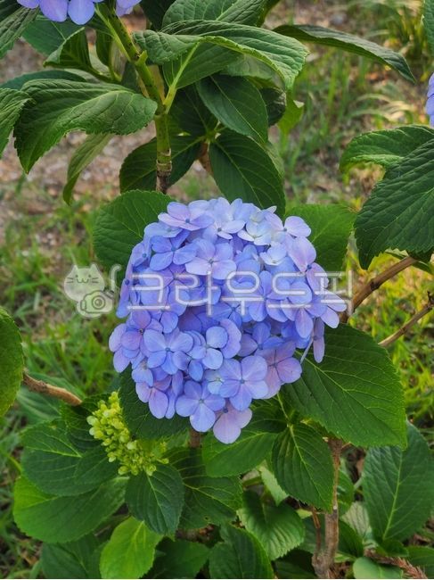 수국,파란수국,보라수국,꽃,보라색꽃,파란색꽃,flower,hydrangea