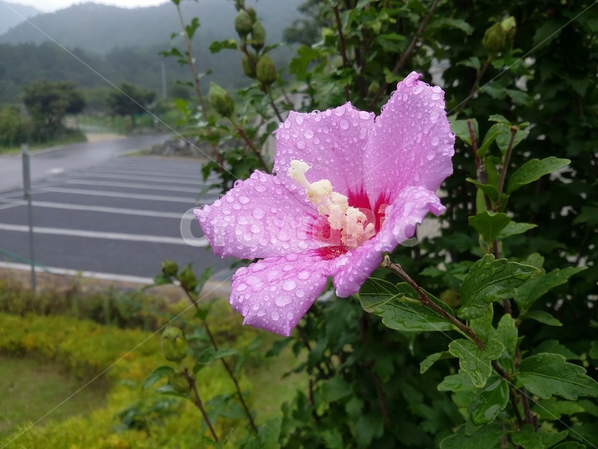 꽃,식물,flower,plant,무궁화,식물,자연,plants,nature,꽃,flower