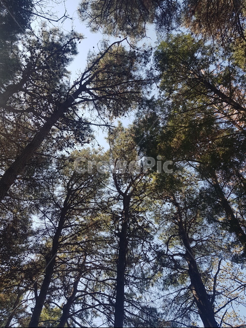 자연,생태,풍경,나무,숲,풀,tree,자연,풍경,nature,landscape,식물,plants,나무,trees,wood,plant,conifer,구과 식물,fir,전나무