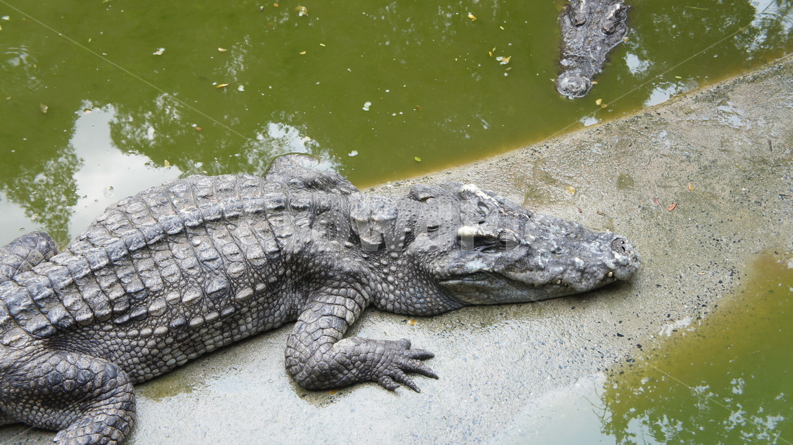 악어,태국,악어농장,정글,파충류,늪,동물,animal,파충류,양서류,reptile,amphibian