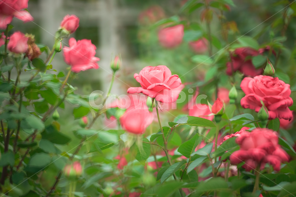 장미,꽃,flower,flowers,rose,꽃밭,자연,식물,nature,plant,plants,꽃잎,장미꽃,식물,자연,plants,nature,꽃,flower