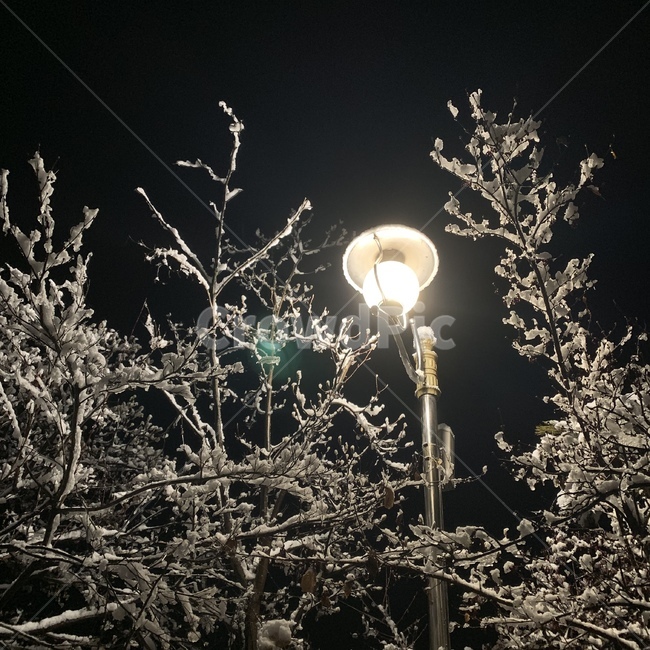 겨울,차가운,하얀,눈,가로등,나무,하늘,풍경,배경,밤,새벽