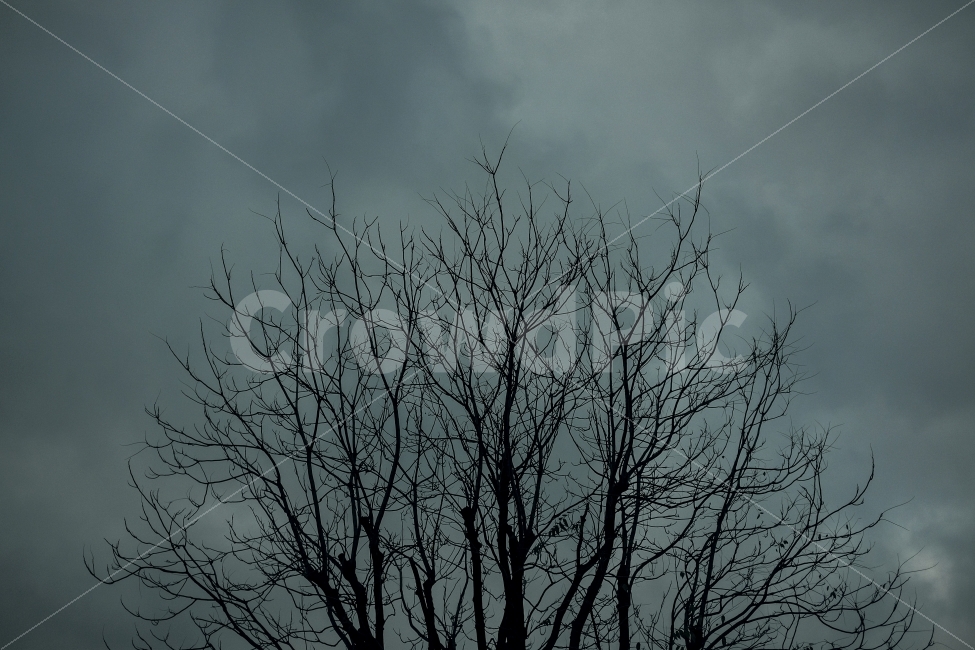나무,겨울나무,나뭇가지,흐린하늘,겨울,스산한,어스름,겨울,계절,winter,season,식물,자연,plants,nature,나무,trees,wood
