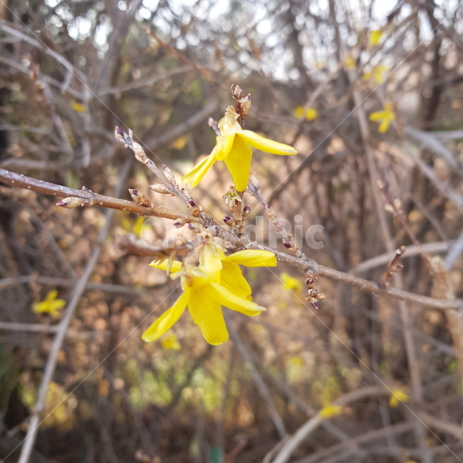 plant,꽃,flower,노랑,개나리
