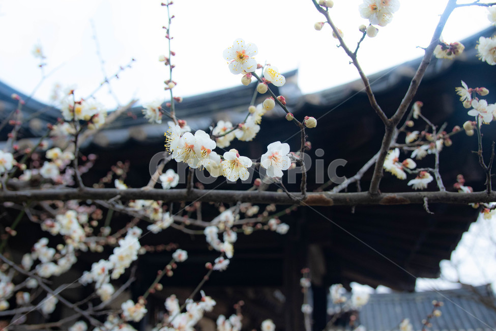 매화꽃,매화,한옥,동양,봄,봄,계절,spring,season,식물,자연,plants,nature,꽃,flower,plant,blossom,cherry blossom,벚꽃