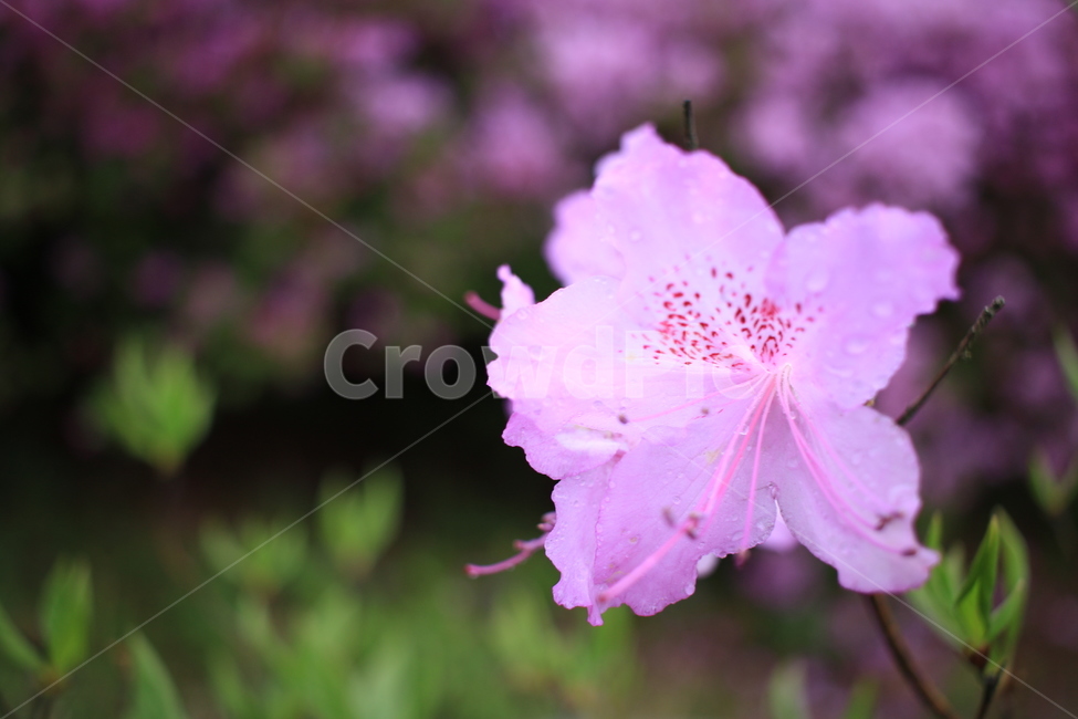 봄,비,봄비,철쭉,사라의기쁨,봄,계절,spring,season,식물,자연,plants,nature,꽃,flower,geranium,제라늄,plant,blossom