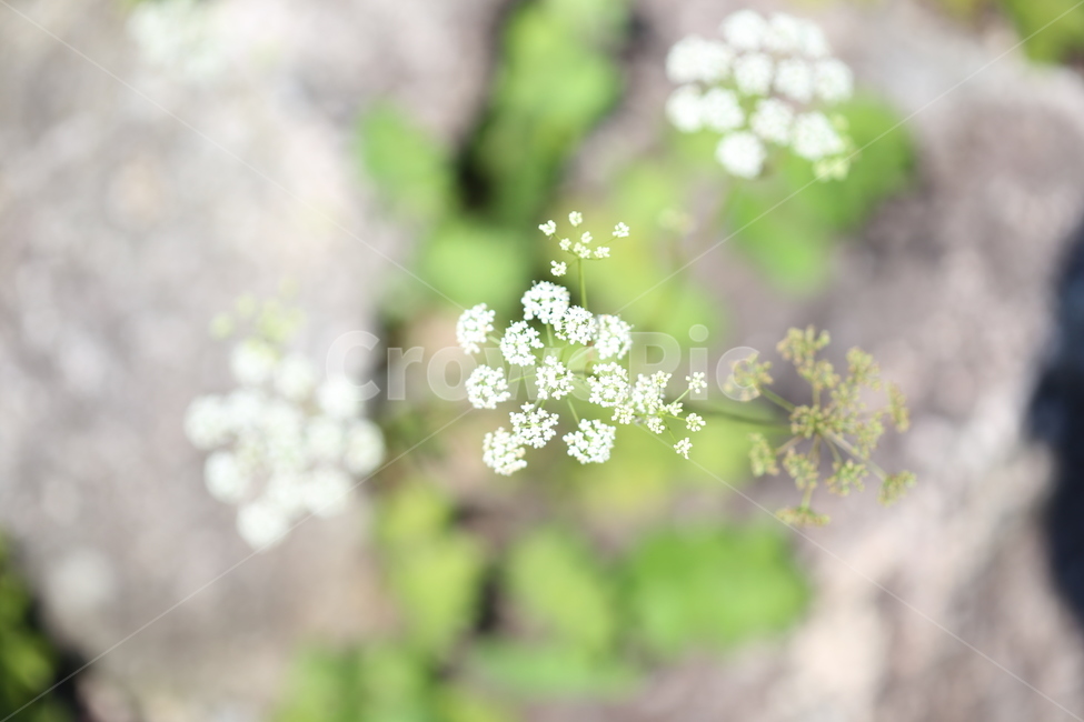 꽃,야생화,들꽃,야생,생태,식물,자연,풍경,식물,자연,plants,nature,꽃,flower