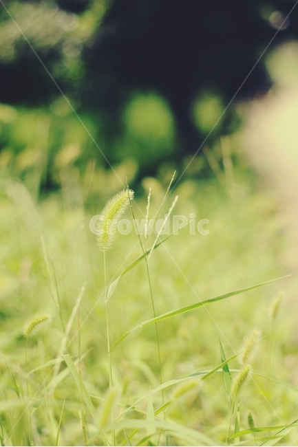 초록,연두,green,강아지풀,foxtail,봄,배경,background,식물,자연,plants,nature,감성,sensible,feeling