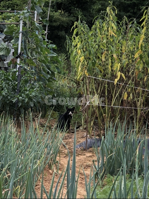 고양이,밭,plant,식물,cute,식물,자연,plants,nature