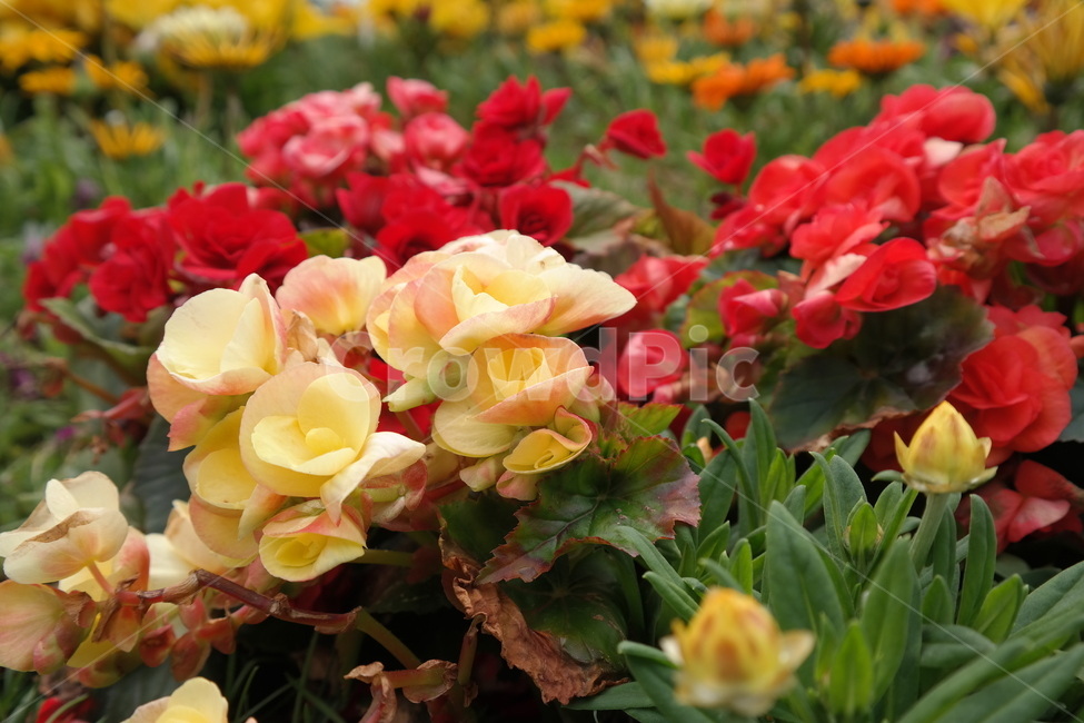 yellow flower,flower fair,wild flowers,pink flower,orchid,flower