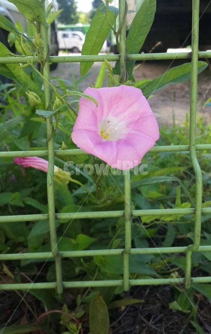 아침꽃,분홍꽃,꽃,뫼꽃,수수한꽃,식물,자연,plants,nature,꽃,flower