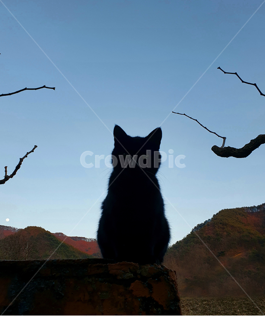 고양이,검은고양이,동물,자연,초저녁,역광,달,blackcat,tree,moon,cat,pet,애완동물,animal,산,lonelyKitty