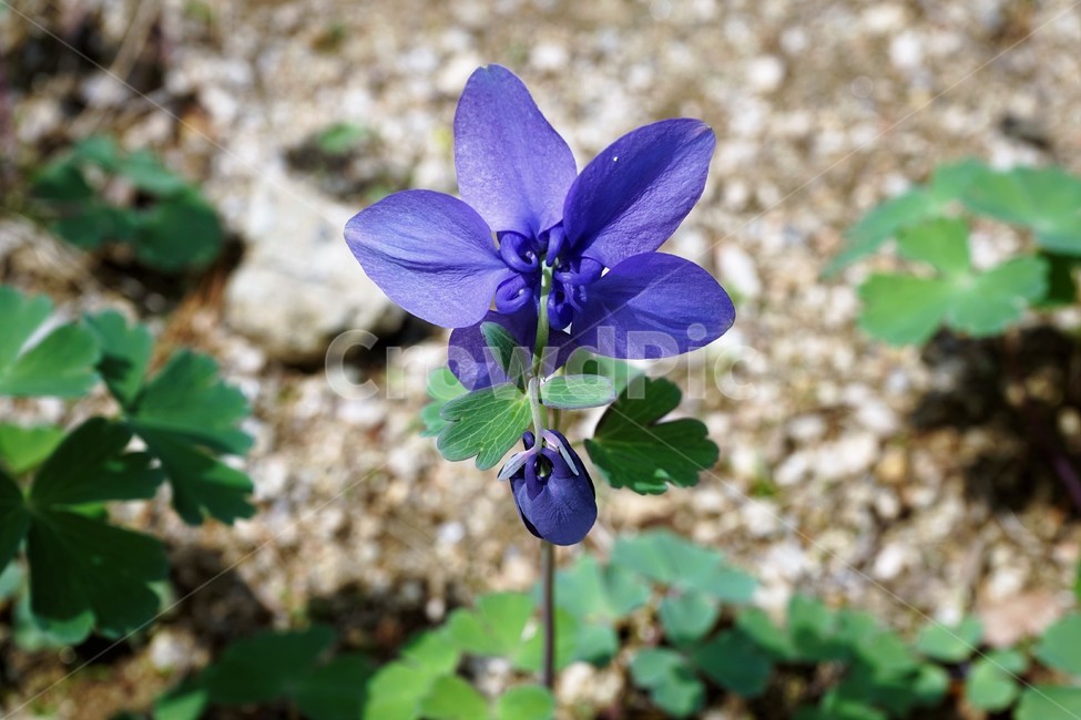 매발톱꽃,봄,만개,aquilegia,bud,columbine