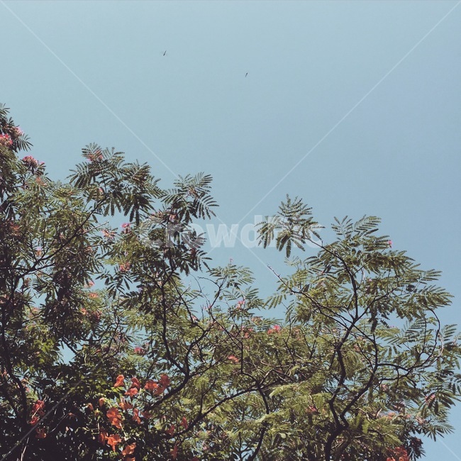 나무,능소화,꽃,tree,plant,식물,식물,자연,plants,nature,나무,trees,wood