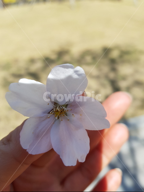 벚꽃,봄,꽃잎,벚꽃잎,봄날,꽃,blossom,flower,spring