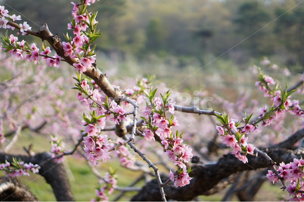 복숭아꽃,나무,핑크,봄,계절,풍경,봄,계절,spring,season,식물,자연,plants,nature,꽃,flower,plant,blossom