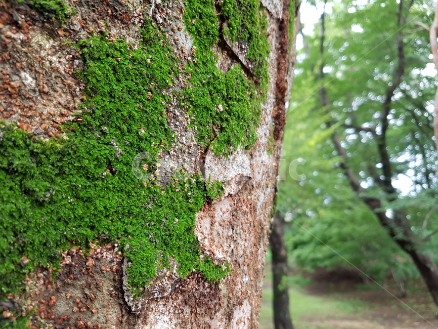 tree,나무,treetrunk,나무줄기,plant,식물,이끼,moss,lichen,식물,자연,plants,nature