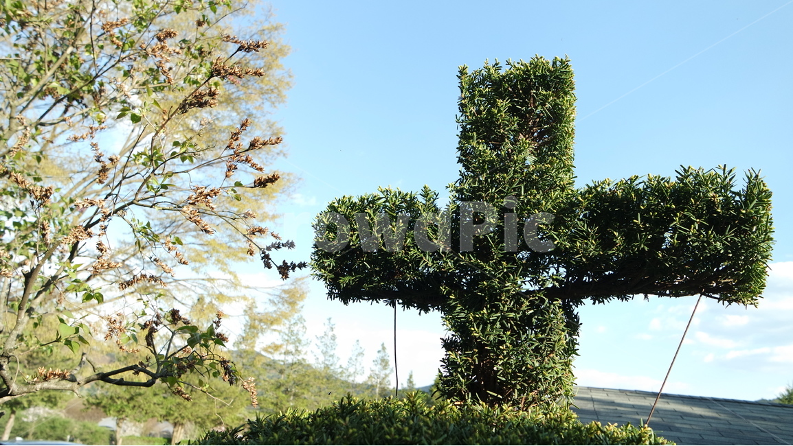 용소막성당,성당,천주교,성모마리아,교회,십자가,식물,자연,plants,nature,종교,신앙,religion,belief,faith