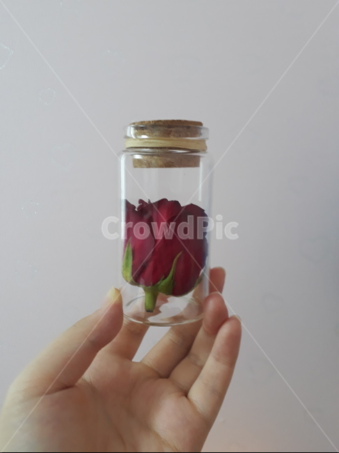 손,유리병,장미,코르크마개,손모양