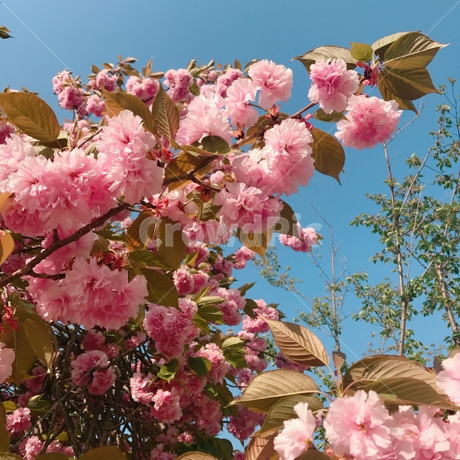 겹벚꽃,벚꽃,봄,핑크,꽃놀이,식물,자연,plants,nature,꽃,flower