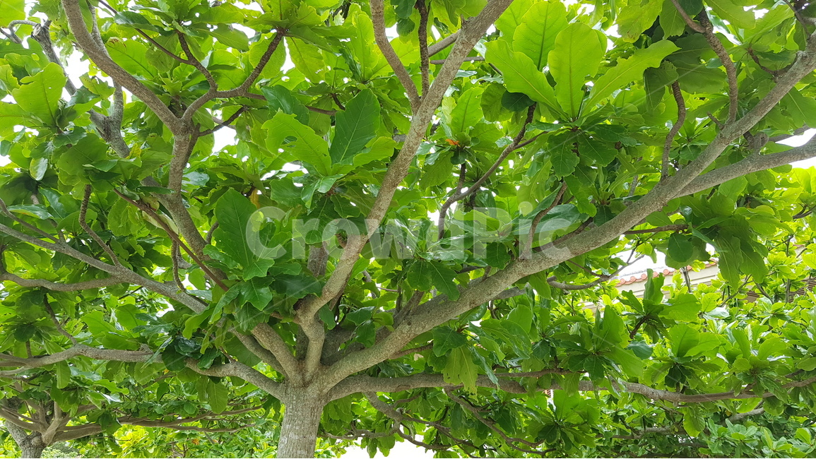 나무,식물,자연,초록,고무나무,떡갈고무나무,이국적,여름,tree,nature,green,leaf,oak,rubber,plant,summer,식물,자연,plants,nature,나무,trees,wood
