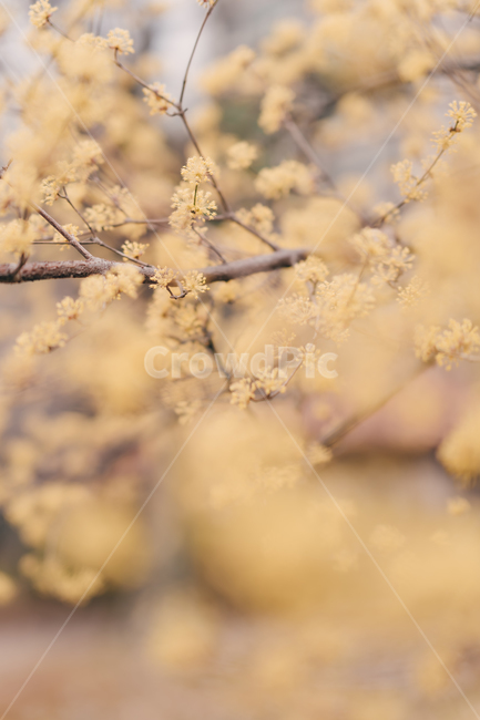 봄,꽃,blossom,flower,산수유,감성,색깔,색상,색채,color,감성사진,봄,계절,spring,season,식물,자연,plants,nature,꽃,flower