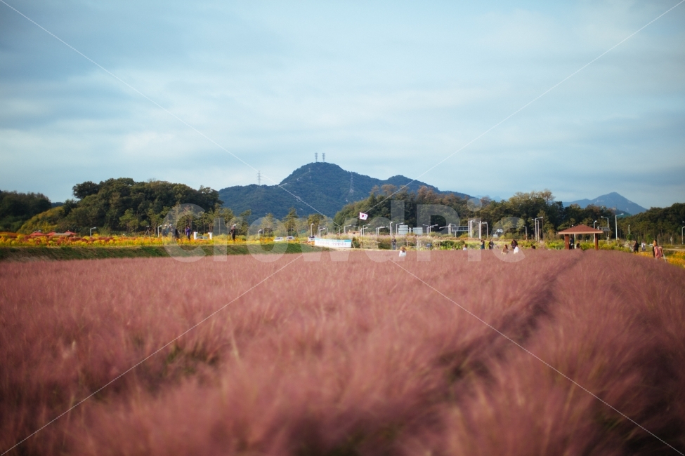 가을,하늘,꽃,식물,핑크뮬리,감성,자연,풍경,nature,landscape,한국자연풍경,한국자연경관,korea nature landscape,field,들,outdoors,옥외