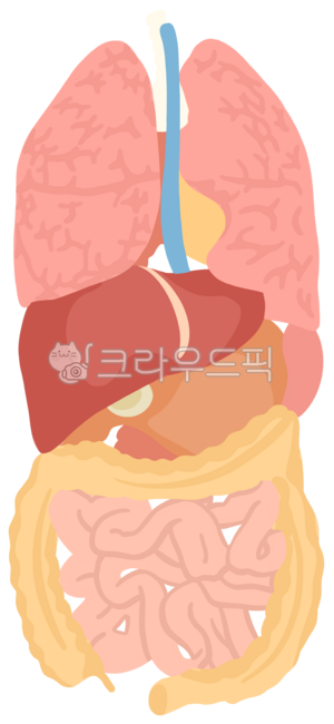 인체장기,인체장기그림,장기그림,인체기관,해부학,해부학그림,인체기관그림,의학일러스트,의학그림,신체기관,신체기관그림,해부학공부,장기기능,인체의신비,생물학,생물학그림,인체그림,인체해부,내장질환,해부학일러스트,교육자료,교육자료그림,신체교육자료그림,신체교육자료,장기관리,장기관리그림