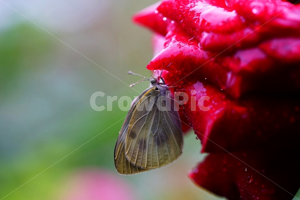 비,빗방울,장미,장미꽃,나비,식물,자연,plants,nature,꽃,flower,동물,animal,곤충,벌레,insect,bug,감성,sensible,feeling