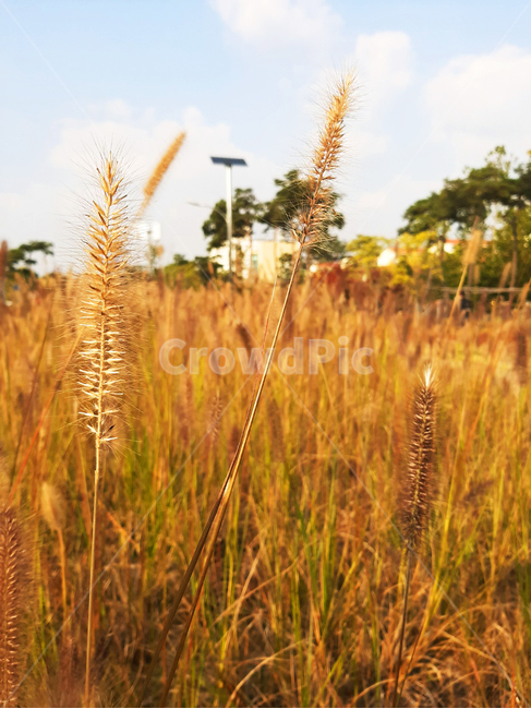 plant,식물,vegetable,야채,produce,곡물,grain,음식,grass,잔디,벼,산책,오후,오후산책,산들바람,가을,계절,fall,autumn,season,식물,자연,plants,nature,food