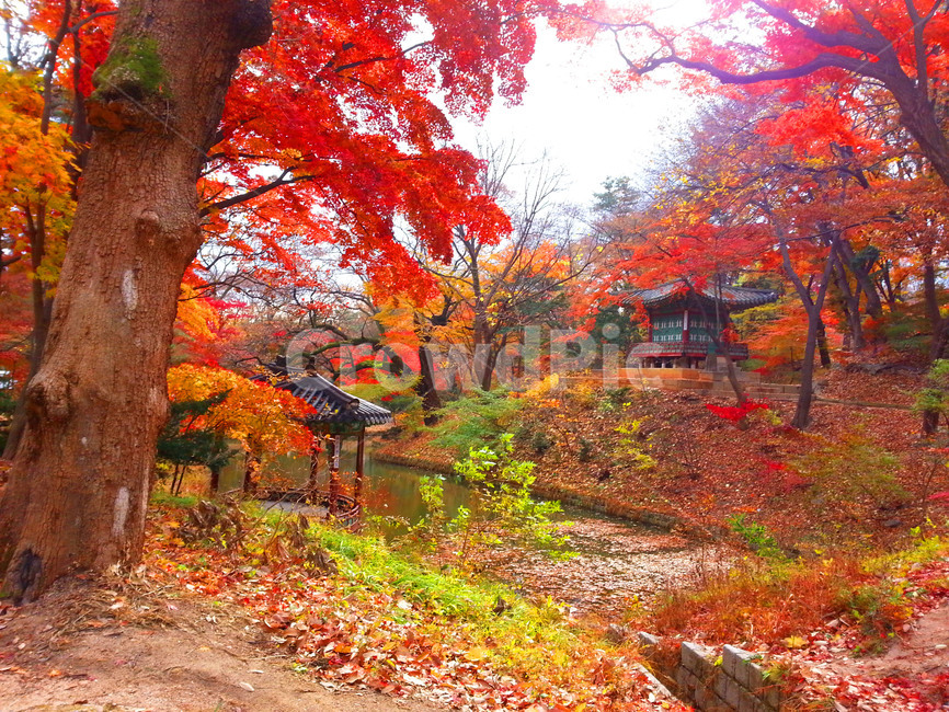 창덕궁,후원,유네스코,문화유산,관광,changdeokpalace,garden,unesco,heritage,tour,tourism,palace,korean,가을,계절,fall,autumn,season,랜드마크,landmark,tourist attraction,한국랜드마크,한국관광지,한국명소,korea landmark,korea tourist attraction,leaf,잎,plant,식물,tree,나무,maple,단풍