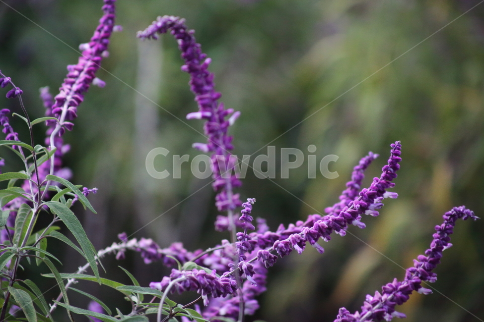 멕시칸세이지,꽃,식물,가을꽃,mexicanbushsage,식물,자연,plants,nature,꽃,flower
