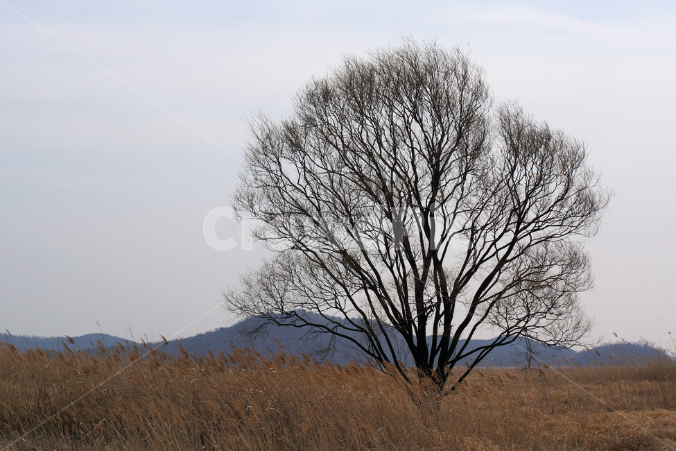 Ueumdo,Sihwa Seawall,outcast tree,reclaimed land,Sihwa Lake,Hwaseong City,grassland,reed field