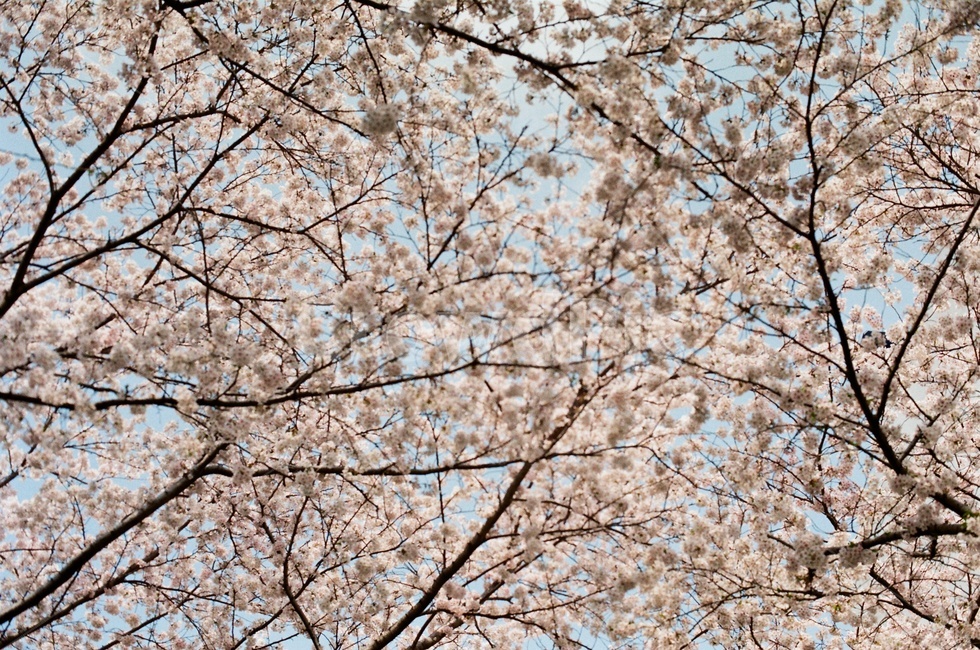벚꽃,꽃,봄,체리블러썸,벚꽃놀이,꽃놀이,필름사진
