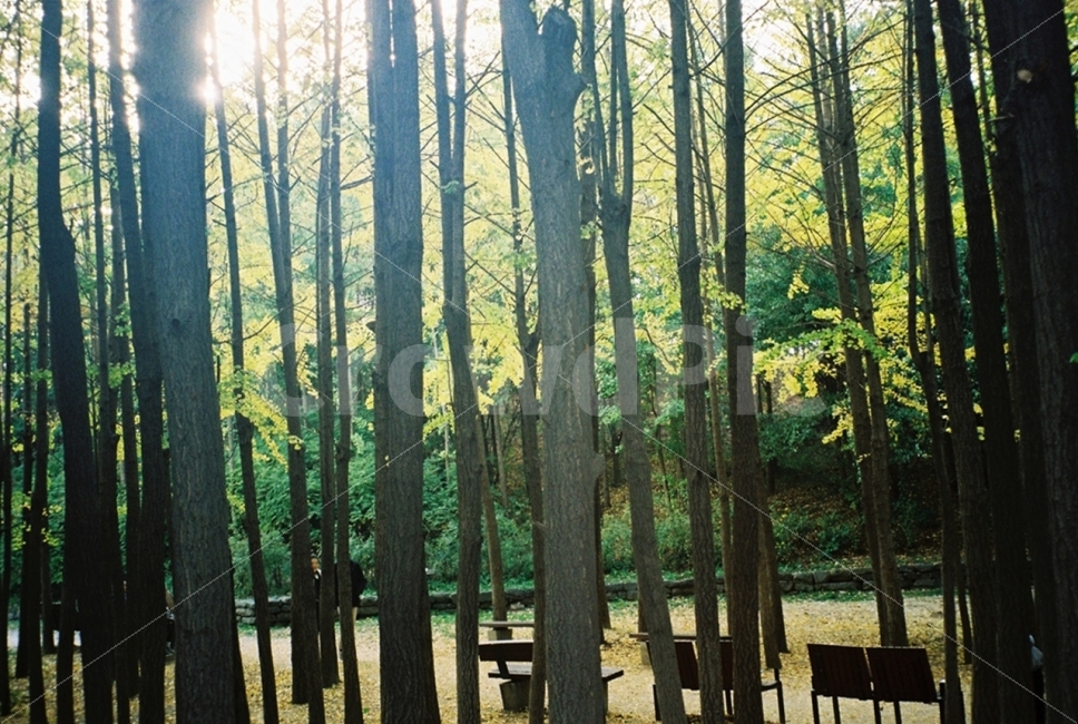 나무,숲,은행나무,가을,햇빛,초록,노랑,나뭇잎,자연,풍경,휴식,힐링,nature,landscape,tree,green,rest,relaxation,healing,autumn,filmphotography,감성,자연,풍경,nature,landscape,식물,plants,나무,trees,wood,휴식,힐링,rest,relaxation,healing,plant,tree trunk,나무 줄기