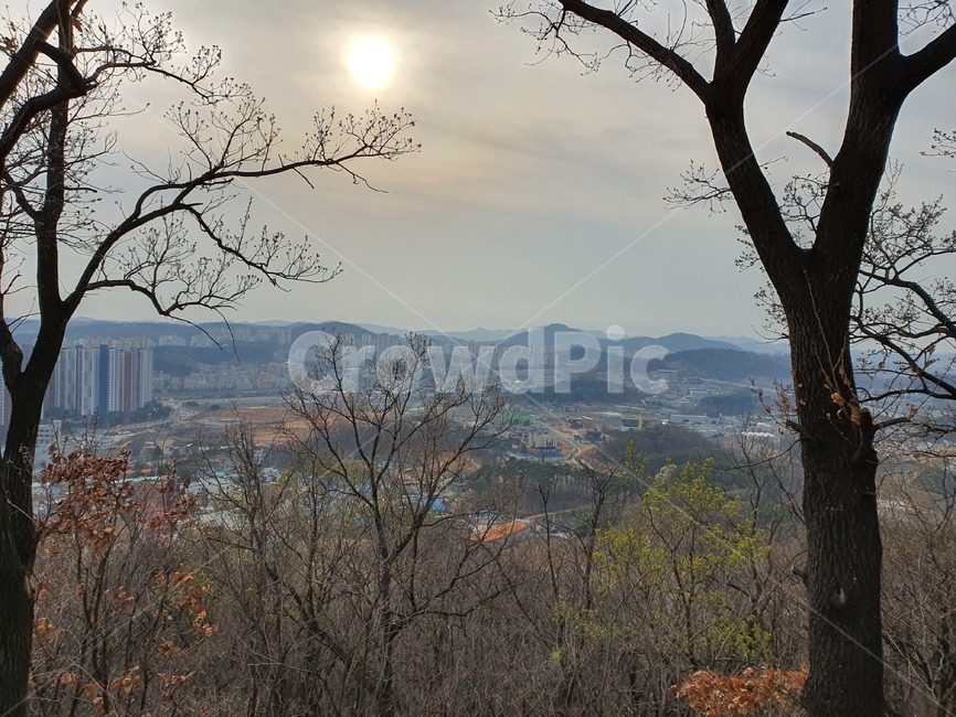 산,나무,등산,벚꽃,위