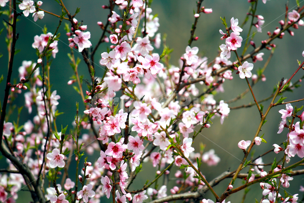 벗꽃,벗나무,매화,봄,꽃,봄꽃,분홍색꽃,분홍꽃,꽃잎,cherryblossom,spring,flower,plant,sky,bluesky,꽃망울,꽃봉오리,꽃배경