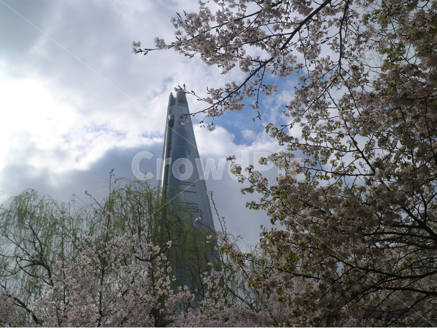 벚꽃,하늘,자연,풍경,봄,구름,햇빛