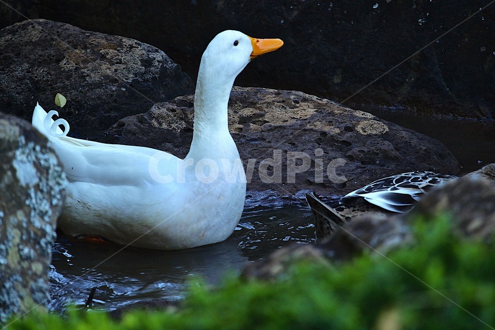 오리,흰색오리,자연,동물,동물피사체,물속에오리,duck,whiteduck,nature,animal,동물,animal,조류,새,birds