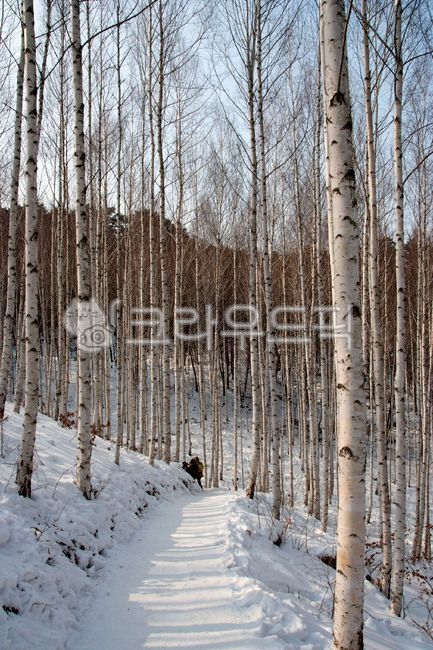 인제,자작나무,인제자작나무숲,자작나무숲,강원도,겨울,tree,나무,plant,식물,birch,자작나무,겨울,계절,winter,season