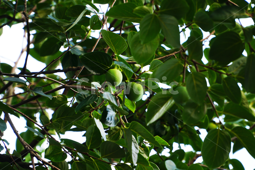 매실,매실나무,매화나무,나무,과일,열매,plum,japanessapricot,tree