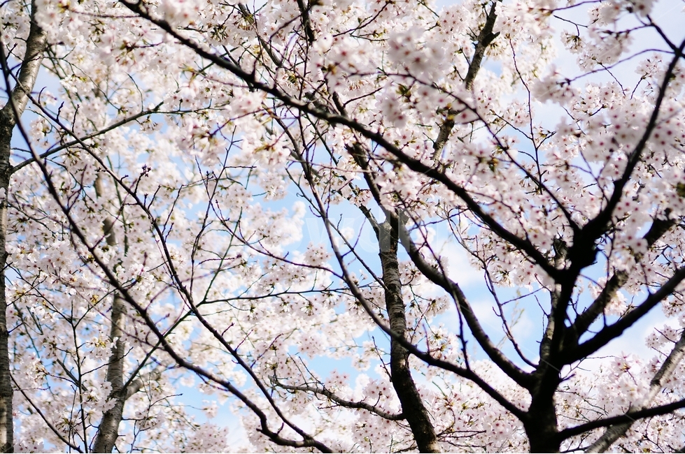 벚꽃,벚꽃나무,봄,봄꽃,벚꽃잎,벚꽃하늘,벚나무,봄,계절,spring,season,식물,자연,plants,nature,꽃,flower,plant,blossom