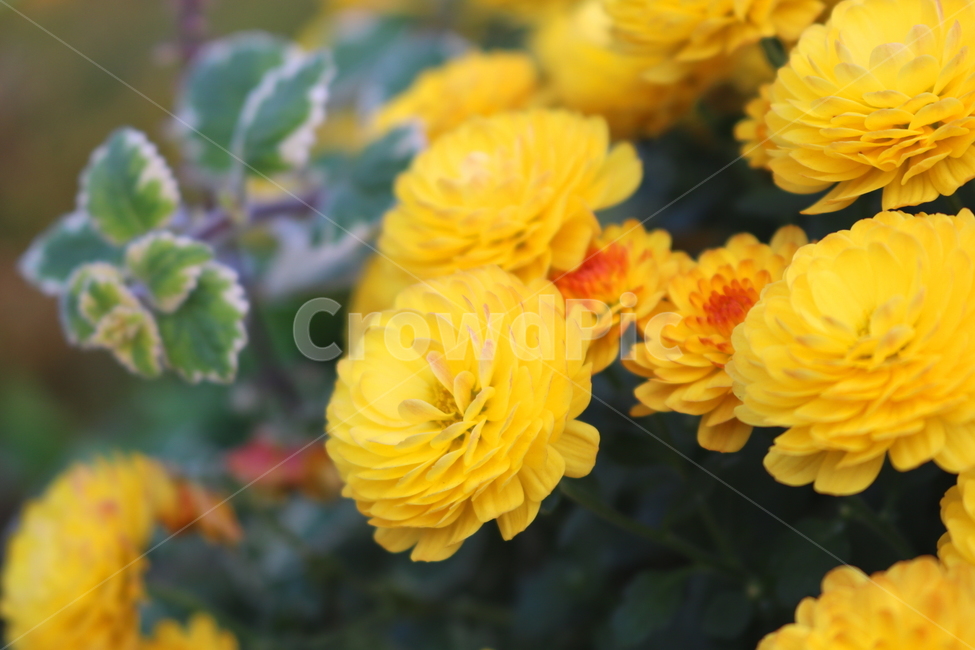 꽃,국화,국화꽃,식물,야생화,원예,자연,노란색꽃,소국화,식물,자연,plants,nature,꽃,flower