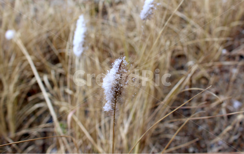 grass,갈대,reed,plant,식물,lawn,잔디,droplet,작은물방울,눈꽃,들판,겨울,갈색,겨울,계절,winter,season,식물,자연,plants,nature