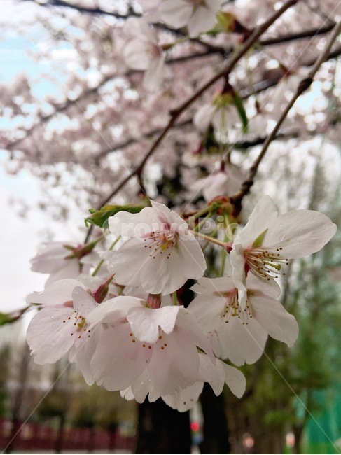 벚꽃,식물,하늘,꽃,비,길가,산책,cherryblossom,plants,tree,sky,rain,mood,rainyday,walk,flowers,nature,spring,봄,계절,spring,season,plant,blossom,cherry blossom,flower
