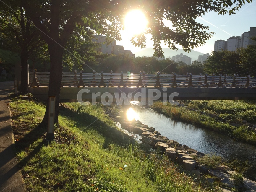 자연,태양,빛,sunlight,풀,다리,나무,nature,하천
